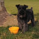Collapsible Dog Bowl